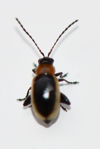Longitarsus dorsalis